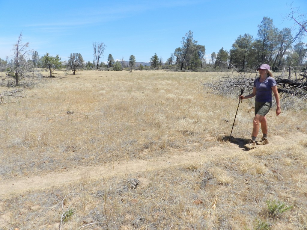 The Serengeti, er, Hat Creek Rim