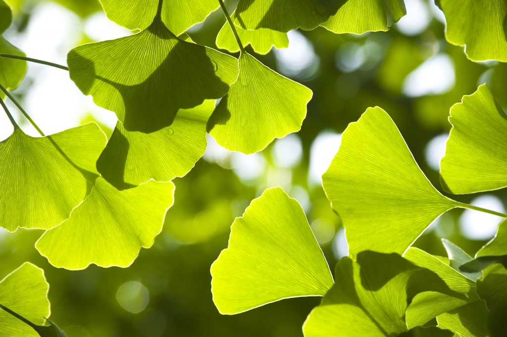 GinkgoBiloba_55068328